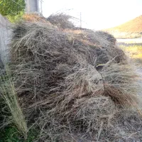 فروش علوفه باغی
