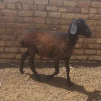 بره نر
