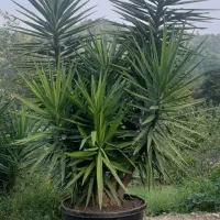 یوکا