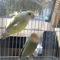 برزیلی جفت ماده