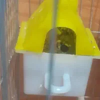 فنچ نروماده با تخم