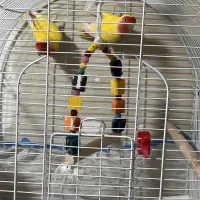 طوطی کوتوله و قناری