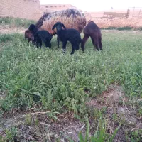 دو راس میش و۳ بره