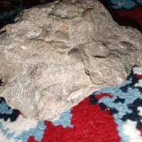 سنگ فسیل صدف