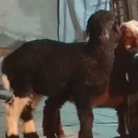 ۳تا بره جوخور صادراتی داشتی دونه ای ۱۵۸۰۰مقطوع