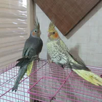 پرنده عروس هلندی