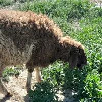 بره ماده جمعی