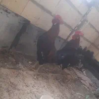 4عدد خروس محلی جوان بزرگ