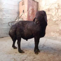 قوچ افشار قره قزل اصل