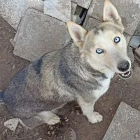 ماده هاسکی جوان