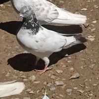 کبوتر ...