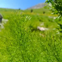 جاشیر کوهی مناسب برای دام