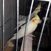 عروس هلندی