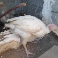 پرندگان