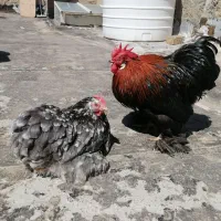جفت مرغ و خروس کوشین رنگ خاص