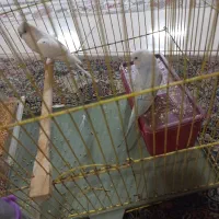 جفت مرغ عشق نروماده