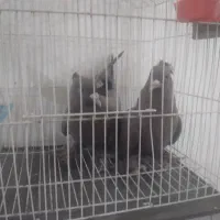 نرمایه گلی کلاهی پرپا