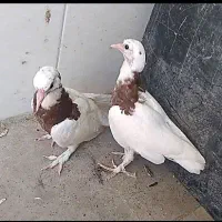 جوجه برای دستی کردن