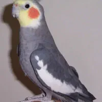 معاوضه با گرینچیک