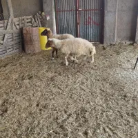 گوسفند