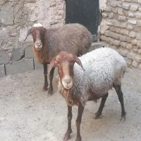 میش جوان 2 عدد