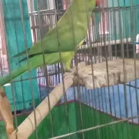 طوطی ملنگو ماده