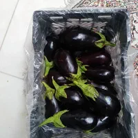 بادمجان درجه یک لامپی