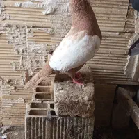 کفتر