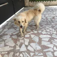فروش سگ