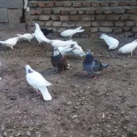 کفتر|پرنده|ویلکیج, |دیوار