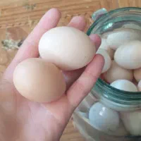فروش تخم مرغ محلی با کیفیت