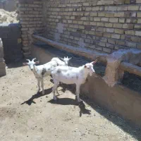 بز غاله سانن