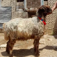 شیشک اصل بختیاری