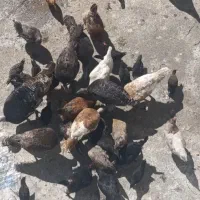 بوقلمون