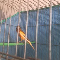 قناری نر ابلغ سرخ