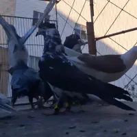 ۱۱ عدد جوجه جوانه پرشی شلاقی