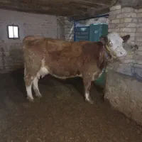 گاوگوساله درجه یک طلا