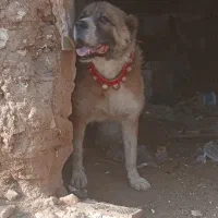 سگ قدرجونی.گله ای.نگهبان
