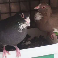 جفت پلنگ خوشگل.