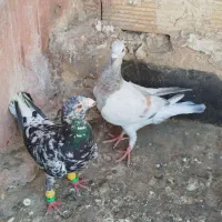 سار تخت و دم سفید