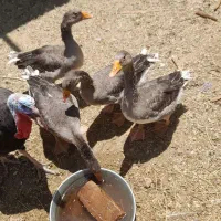 مرغ بوقلمو