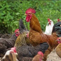مرغ و خروس ومرغ با 92ماهه و4جوجه 5ماهه