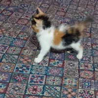 واگذاری بچه گربه
