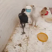 جوجه لاری
