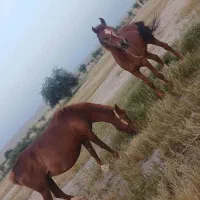 فروشی|اسب و تجهیزات اسبسواری|جره و بالاده, |دیوار