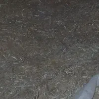 کاه سمت هویزه مسیر هورت عاگول شلیف ۴۰۰