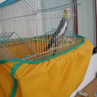عروس هلندی نر