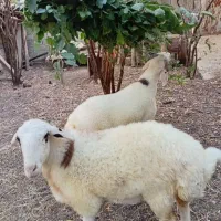 یک جفت بره