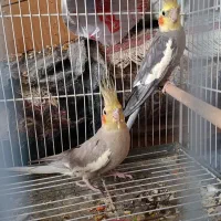 عروس هلندی جفت
