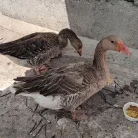 غاز بالغ نر و ماده